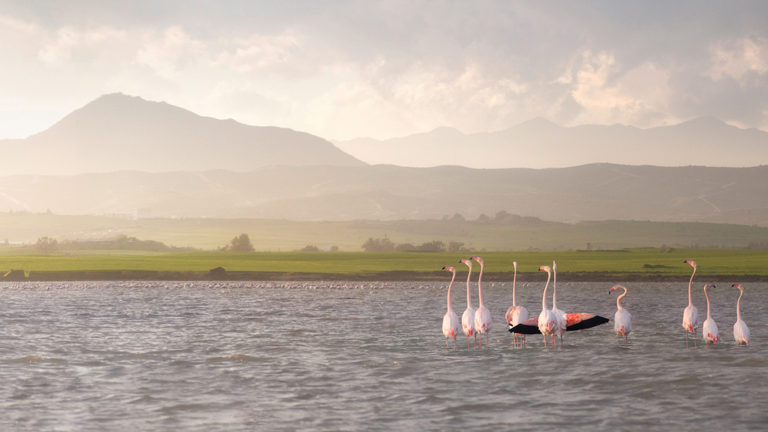 The Saltlake in Larnaca with birds.