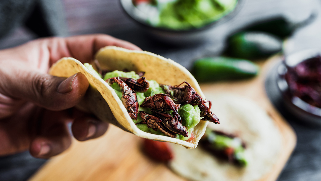 Grasshoppers in a taco shell.