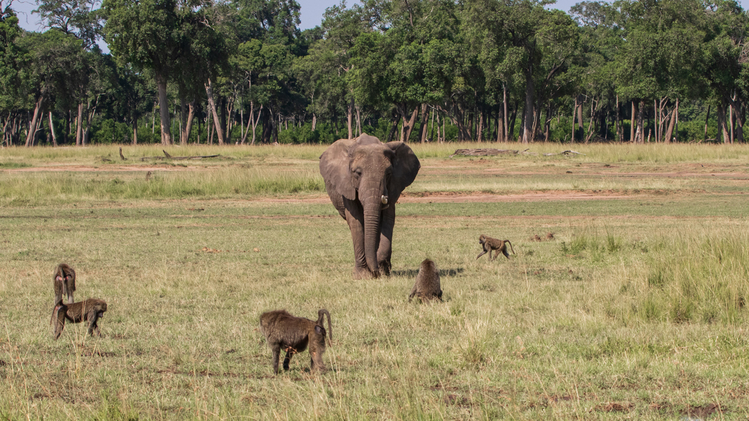 An elephant and baboons at the Masai Mara Game Reserve.