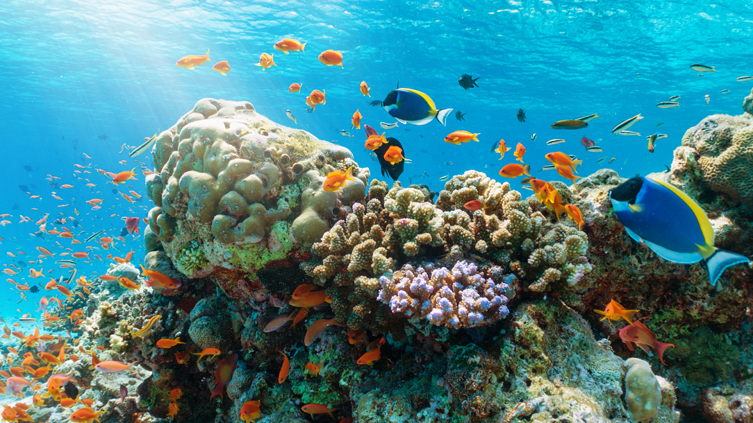 Underwater in the Maldives with colourful coral and fishes.