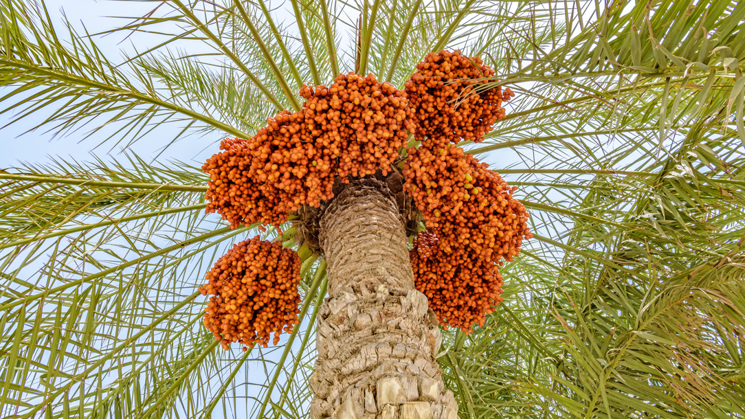 Looking up at dates growing on a tree.
