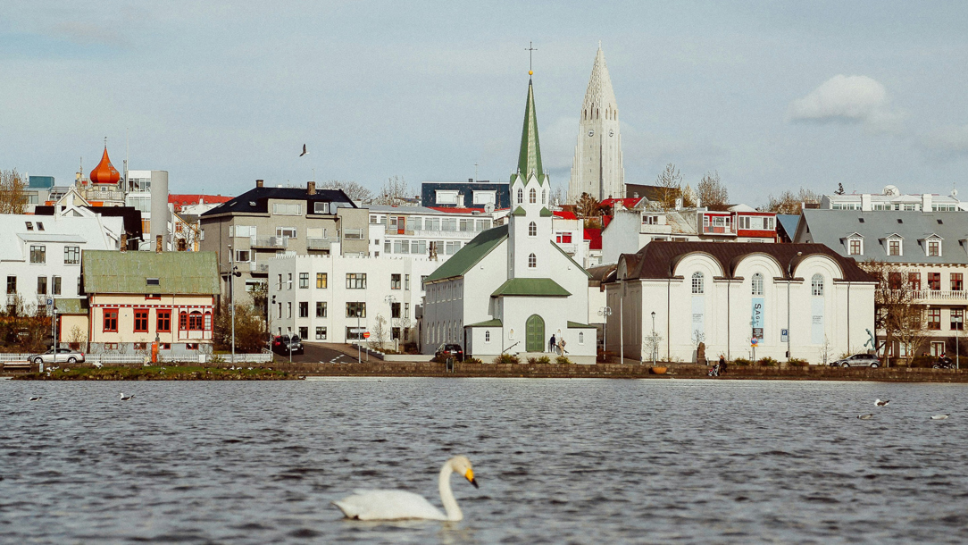 A swan on calm water with a view of Reykjavik in the background.