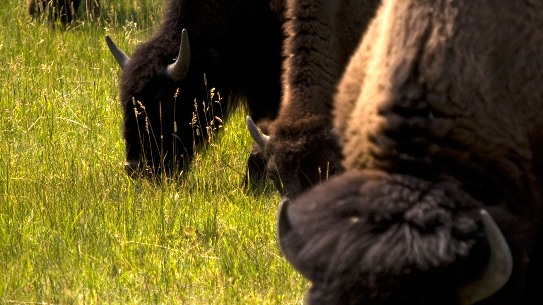 Bison at the Golden Gate park.