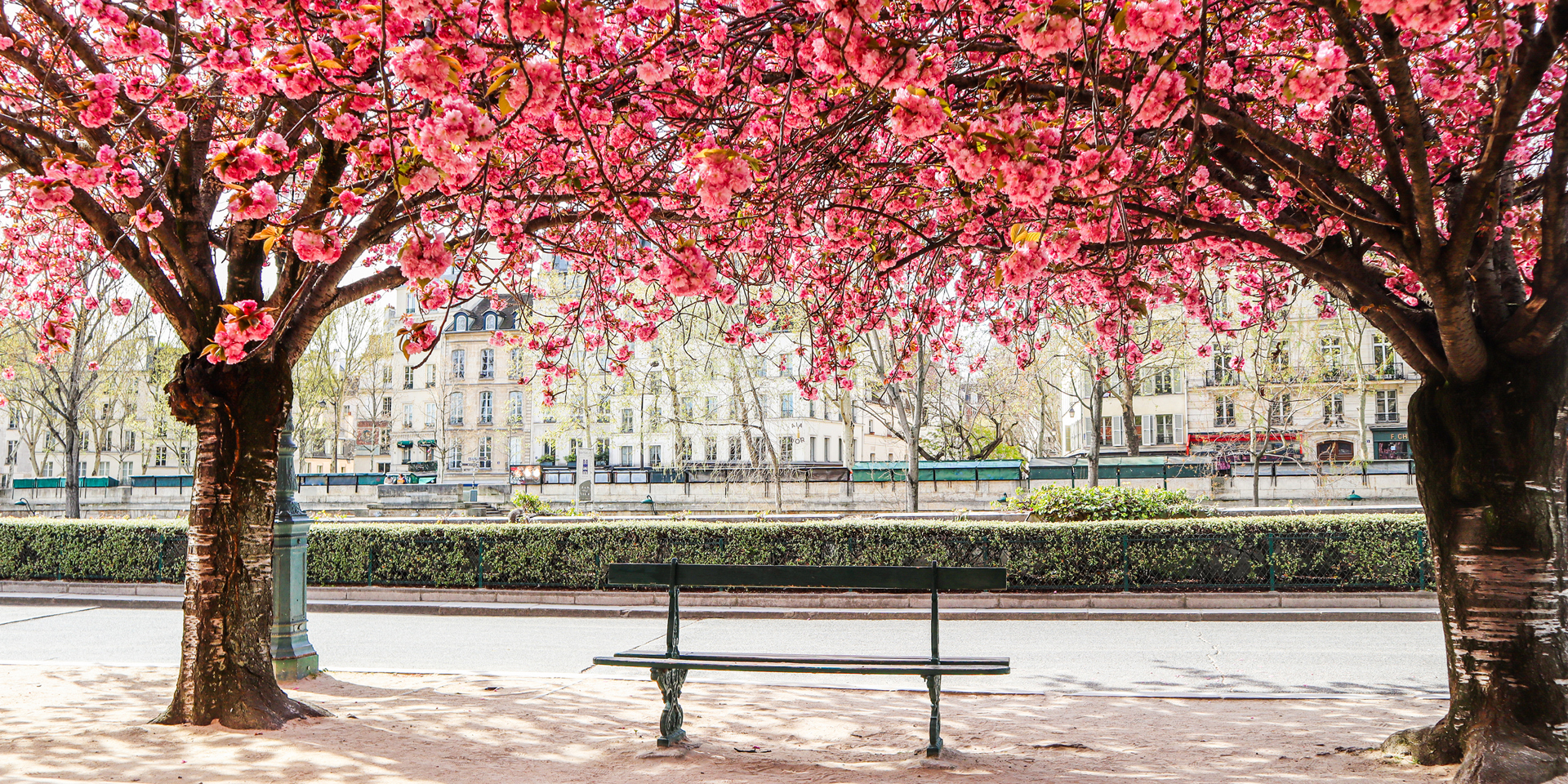 A bench in Paris with bright pink trees in flower forming an arch over it.