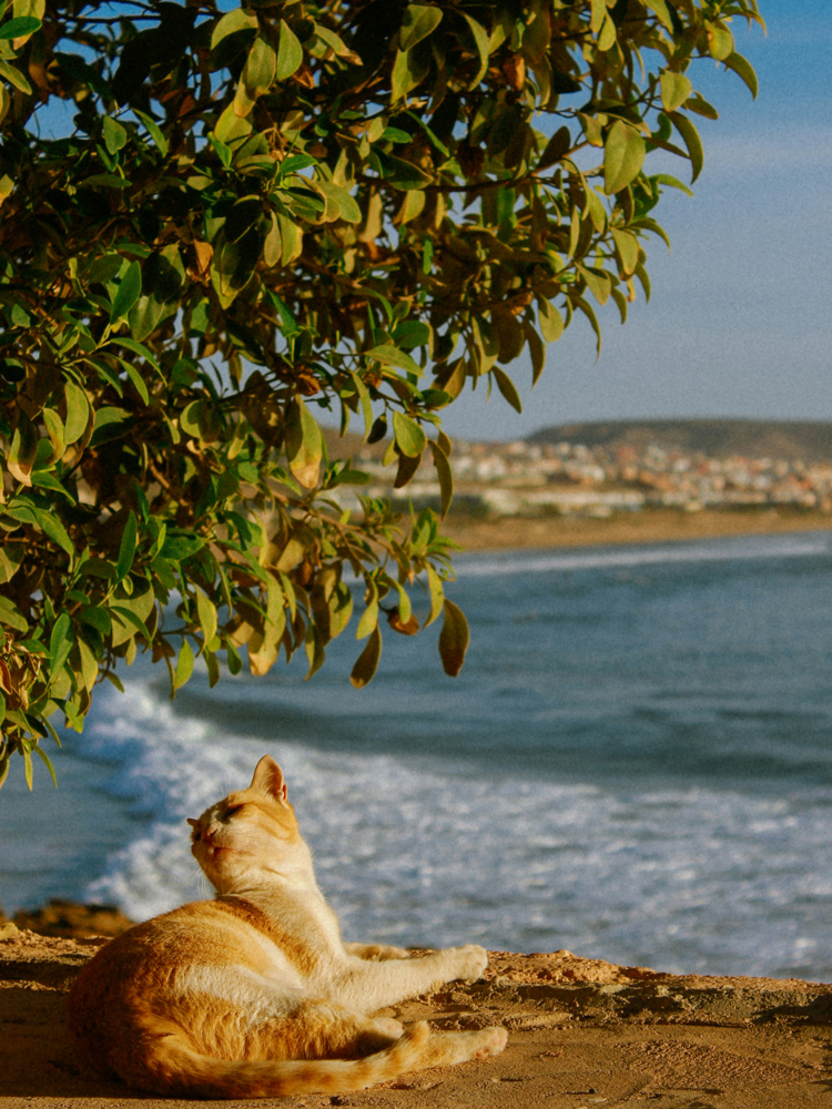 A cat on the beach in Agadir.