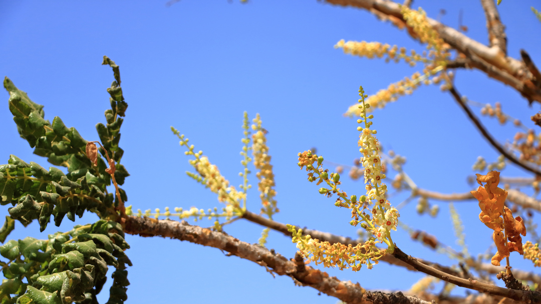 Blossom on a tree.