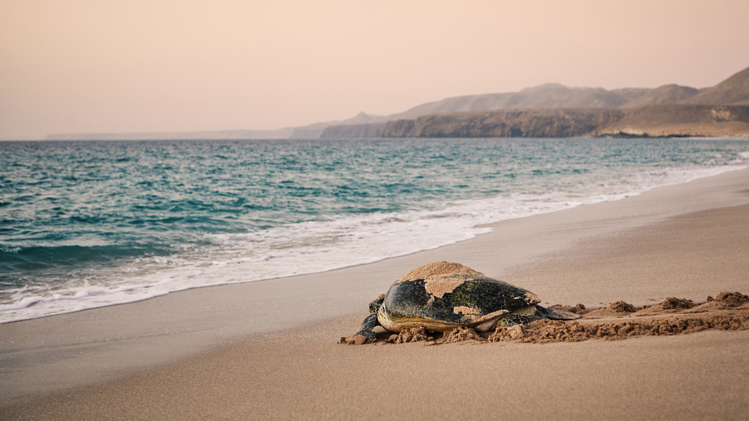 A turtle going into the sea at the Ras Al Jinz resort.